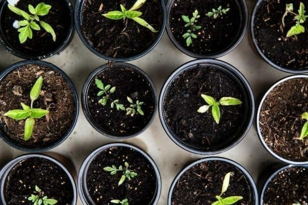 Top view of several plotted plants sprouting