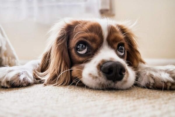 Low shot of a disappointed dog laying down 