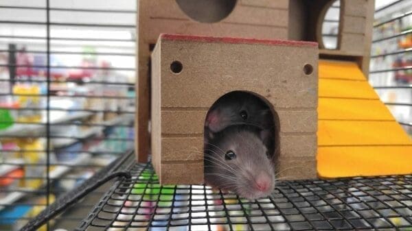 Pet rats in cage Pet rats hiding inside their small house in a cage