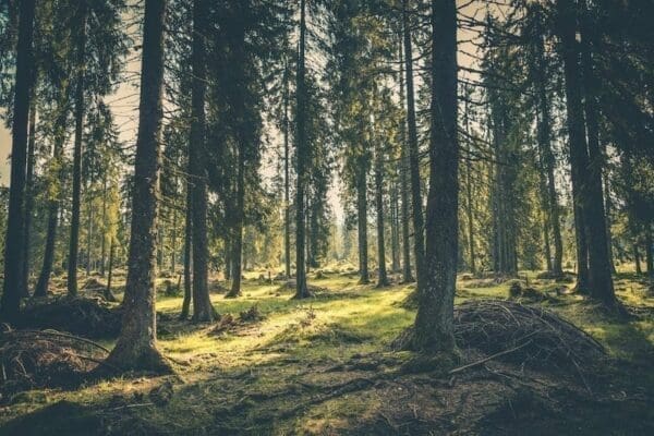 Many tall tress in a wooded area