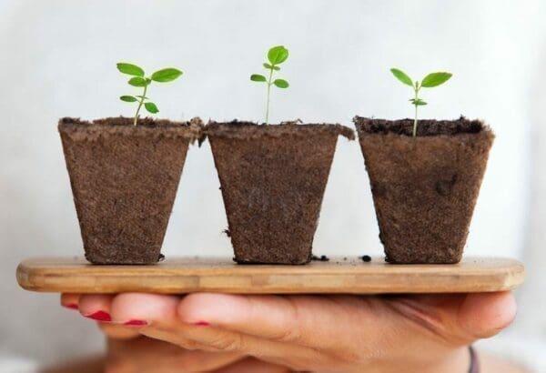 Hand holding a board with 3 pots of little sprouting plants represents growth