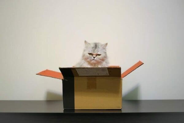 Grumpy looking cat sat in an open cardboard box