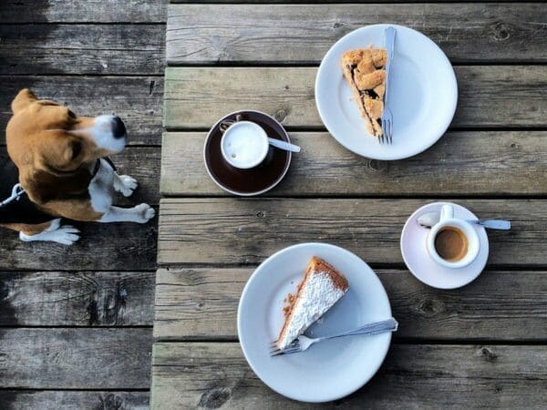 Starving dog looking at a table with sliced cake and coffee