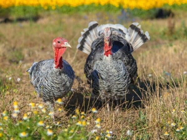 Male and Female Turkey with grass background