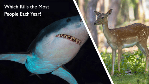 Picture of deer and shark - Which kills the most people each year?