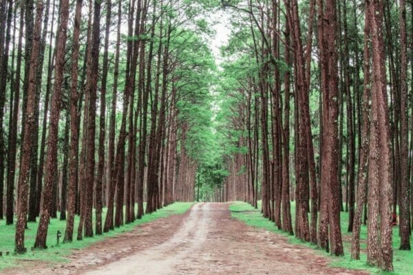 Dirt track in the middle of forest trees