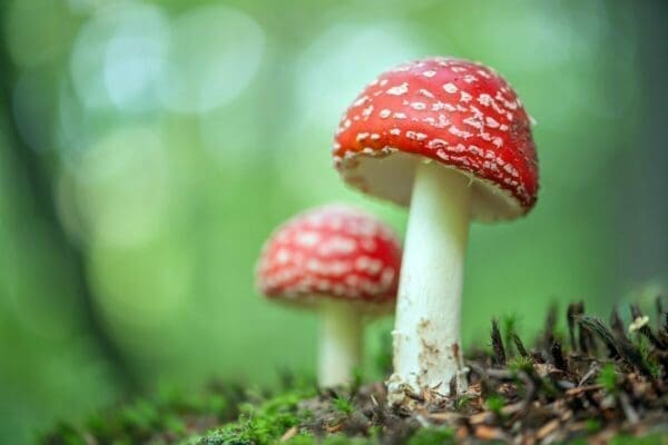 Two red mushrooms growing from the ground