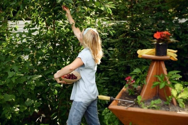 Young woman picks cherries in the garden