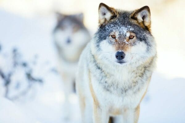 Two wolves in a cold winter landscape