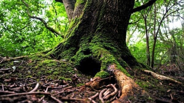 Hole in a tree in the forest