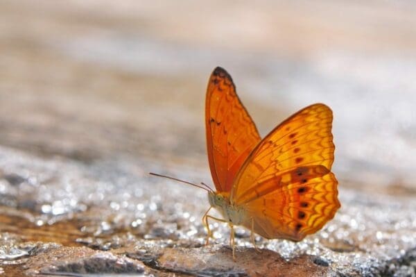 Orange butterfly landing on a glistening surface