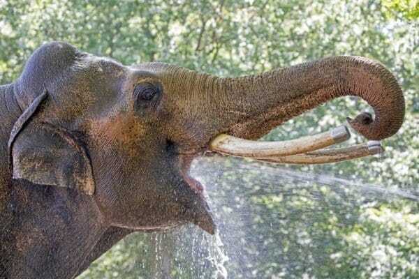 Asian elephant drinking squired water