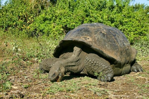 Galapagos Giant Tortoise eating grass