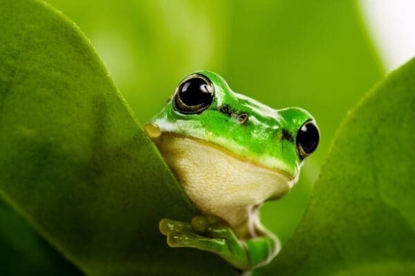 Green frog peeking out from behind leaves