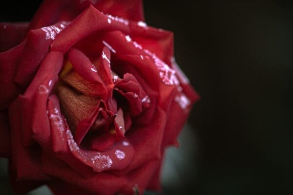 Single red rose covered with ice crystals