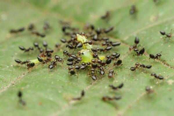 Ant colony working together displays teamwork