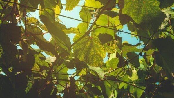 Grapevine with blue sky peeking between the leaves