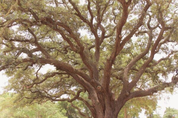 Close up of branches of an oak tree