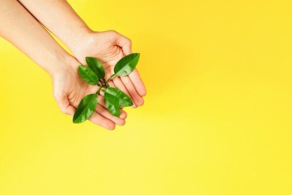 Female Hands Holding Green Plant on Yellow Background.