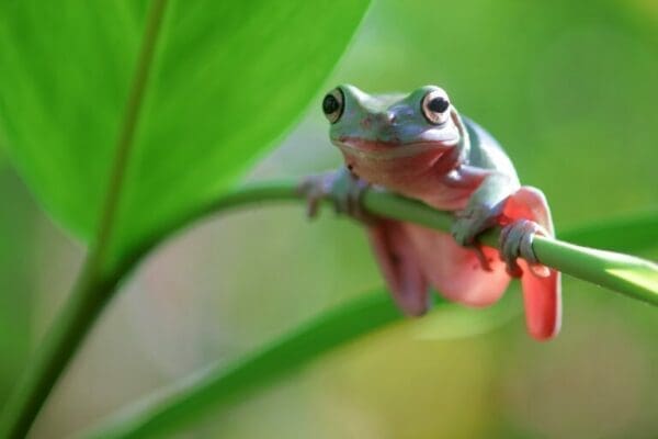 frog Close up of a green tree frog on a plant stalk