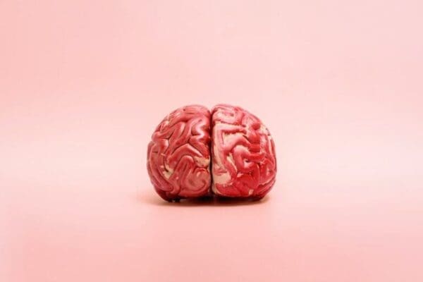 A model of the human brain on a pink background