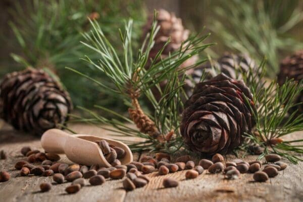 Cedar nuts and branch with cone