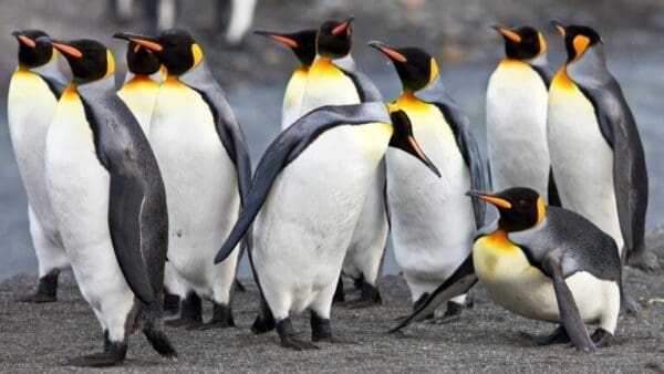 Group of penguins in South Georgia