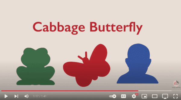 Cabbage Butterfly video Cabbage butterfly time management technique video screengrab