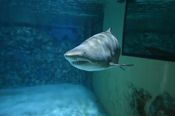 Image of a shark in an aquarium tank