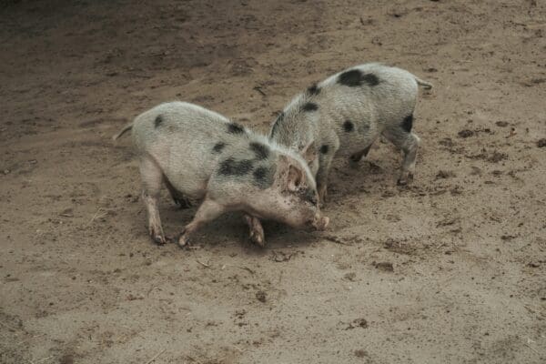 Two pigs in a barn wrestling