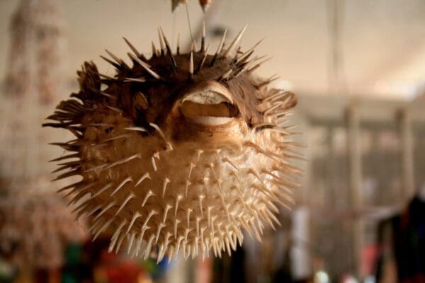 A blowfish model in a room